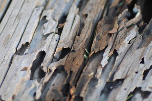 Termites and Wood Destroying Organisms